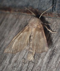 Papaipema cataphracta