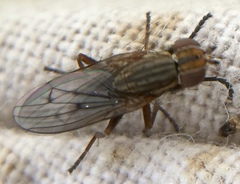Pherbellia cinerella