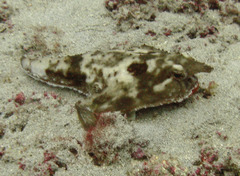 Ogcocephalus darwini image