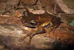 Osteocephalus taurinus