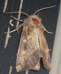 Papaipema cataphracta