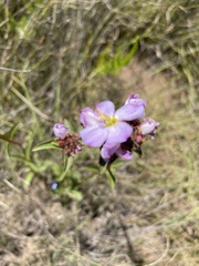 Argyrella phaeotricha