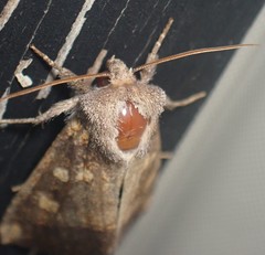 Papaipema cataphracta