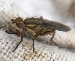 Pherbellia cinerella