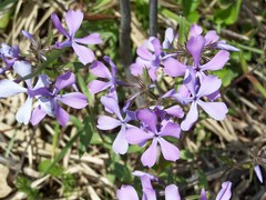 Phlox divaricata divaricata