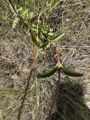 Argyrella phaeotricha