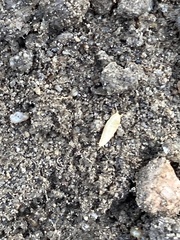 Atelurinae