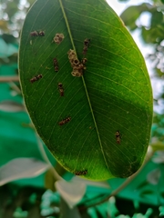 Ropalidia cyathiformis