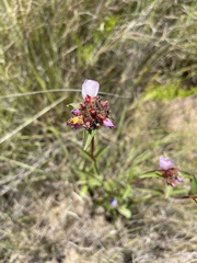 Argyrella phaeotricha