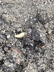 Atelurinae