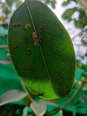 Ropalidia cyathiformis