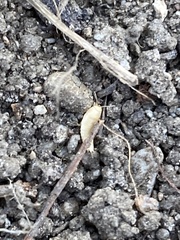 Atelurinae