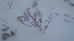 Epilobium adenocaulon