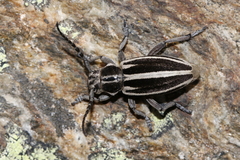 Dorcadion molitor