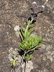 Syncolostemon albiflorus