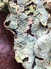 Parmelia sulcata