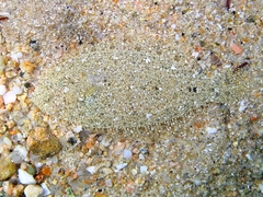 Arnoglossus