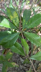 Tetracera