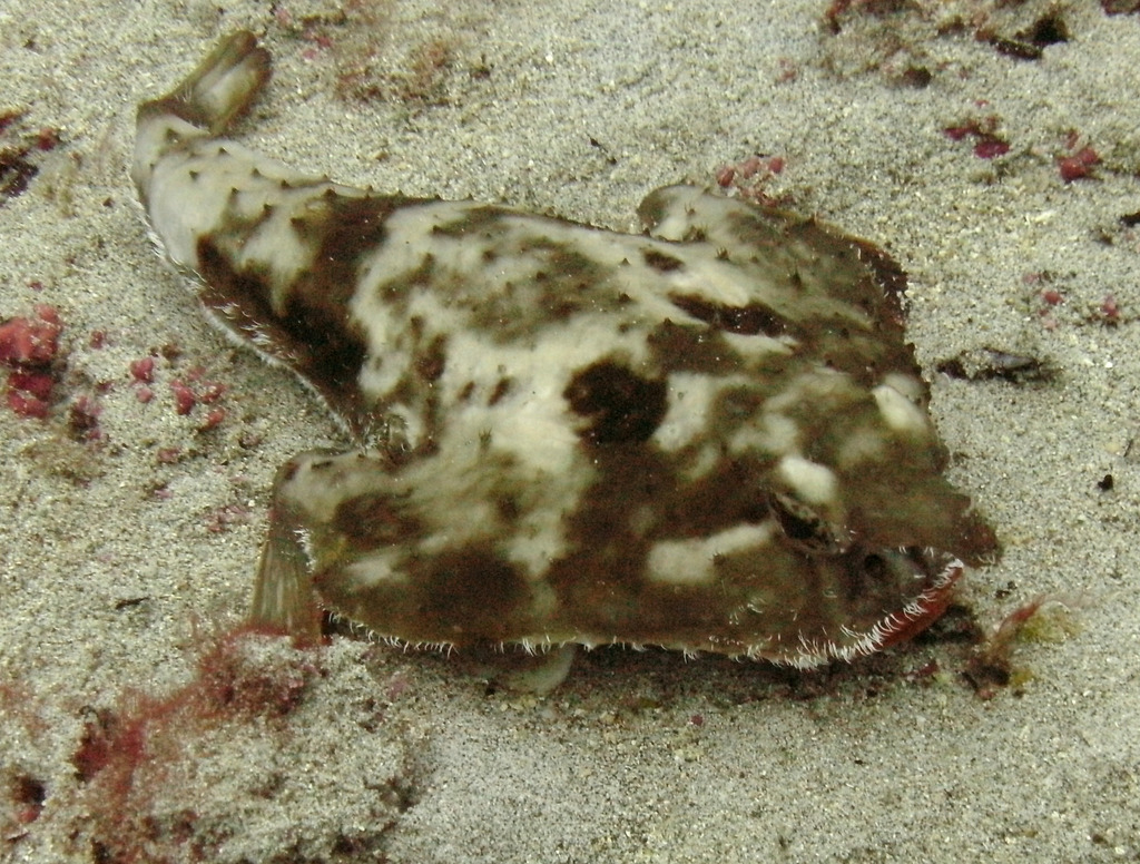 Cocos Batfish