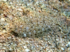 Arnoglossus