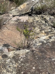 Syncolostemon albiflorus