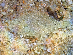 Arnoglossus