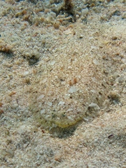 Arnoglossus