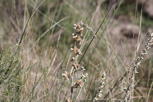 Image of Pterocaulon virgatum by (c) Romi Galeota Lencina, some rights reserved (CC BY)