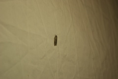 Semioscopis inornata