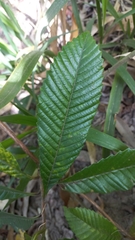 Tetracera