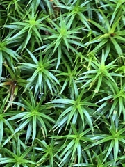 Polytrichum formosum