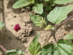 Boerhavia coccinea