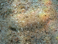 Arnoglossus