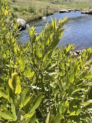 Searsia gerrardii
