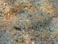 Arnoglossus