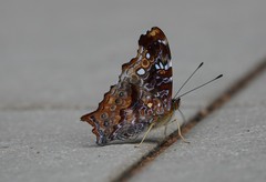 Hypanartia trimaculata