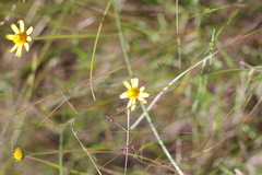 Acmella decumbens