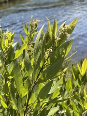Searsia gerrardii
