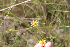 Acmella decumbens