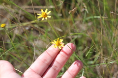 Acmella decumbens