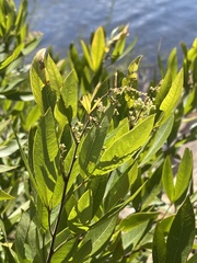 Searsia gerrardii
