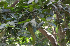 Garcinia talbotii