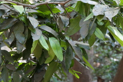 Garcinia talbotii