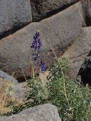 Lupinus altimontanus