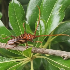 Chydarteres striatus