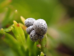 Polyschismium chailletii
