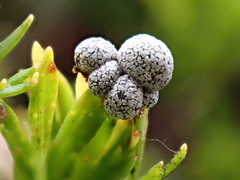 Polyschismium chailletii