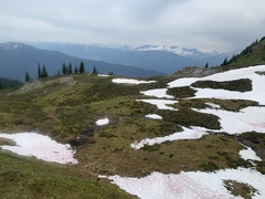 Polyschismium chailletii