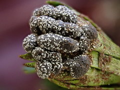 Polyschismium chailletii