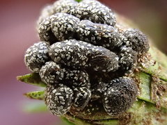 Polyschismium chailletii